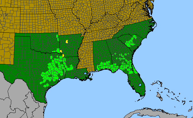 The range of Berlandiera pumila